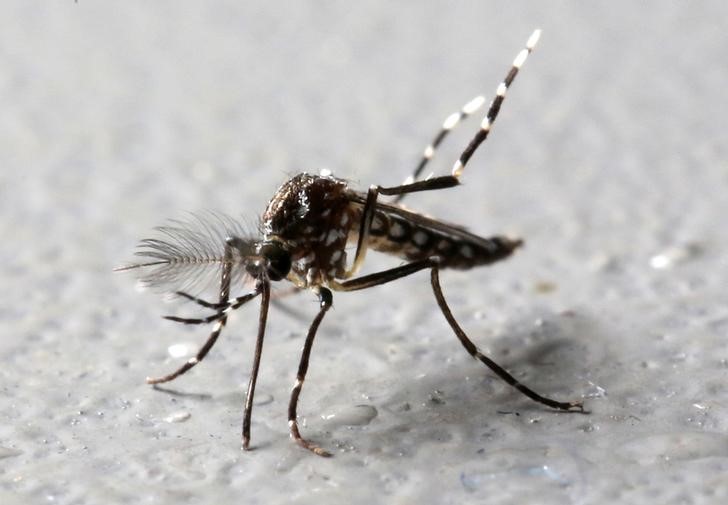 © Reuters. Mosquito Aedes aegypti geneticamente modificado em fábrica da Oxitec em Piracicaba