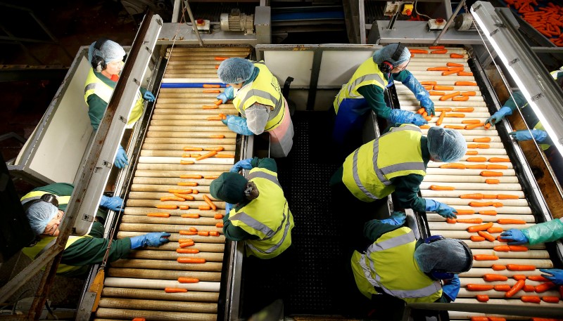 © Reuters. FILE PHOTO: Workers sort Carrots at Poskitts farm in Goole,