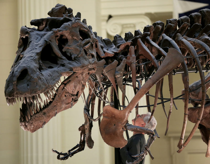 © Reuters. IMAGEN DE ARCHIVO - Bill Simpson mira dentro del fósil del Tiranosaurio rex conocido como "SUE", en el Museo Field, en Chicago, Estados Unidos.