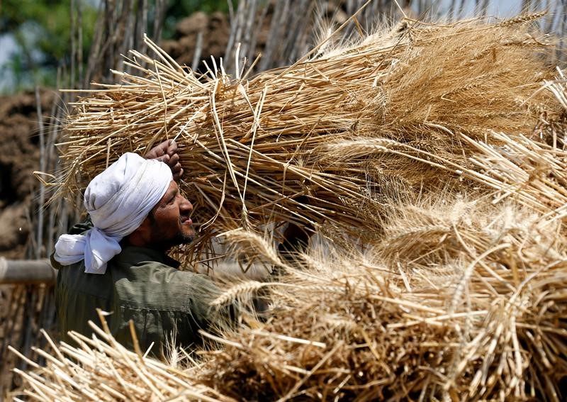 © Reuters. مصر تشتري مليوني طن قمحا من المزارعين المحليين