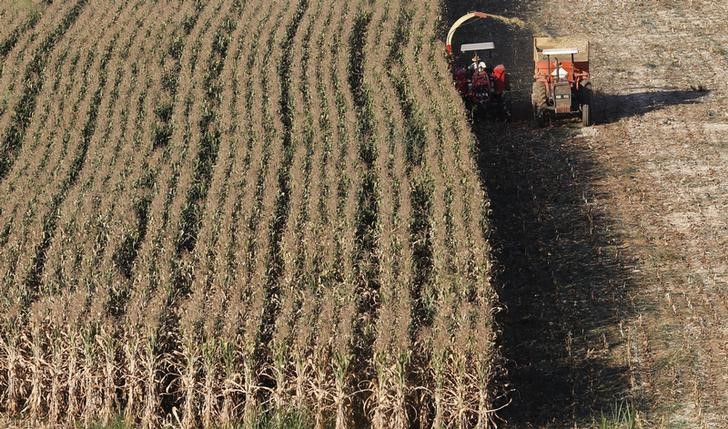 © Reuters. Plantação de milho em Santo Antônio do Jardim, Brasil