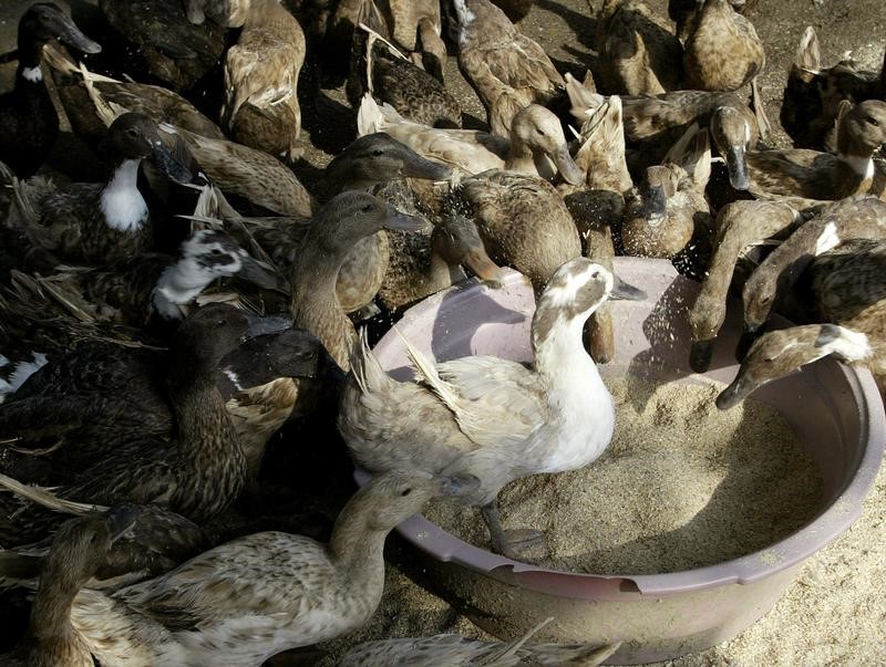 © Reuters. الجيش الفلبيني ينضم إلى المعركة ضد إنفلونزا الطيور