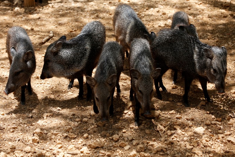 © Reuters. Imagen de archivo de pecaríes en el Zoológico de Paraguaná en Punto Fijo