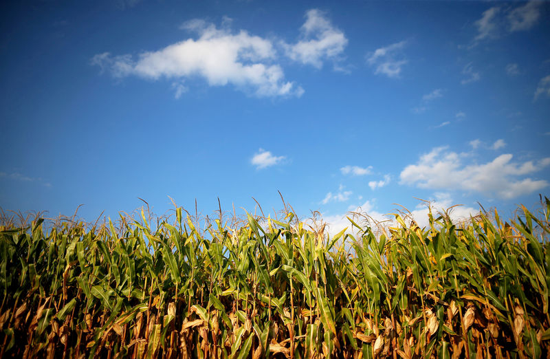 © Reuters. FILE PHOTO: Corn is seen in a field in Indiana