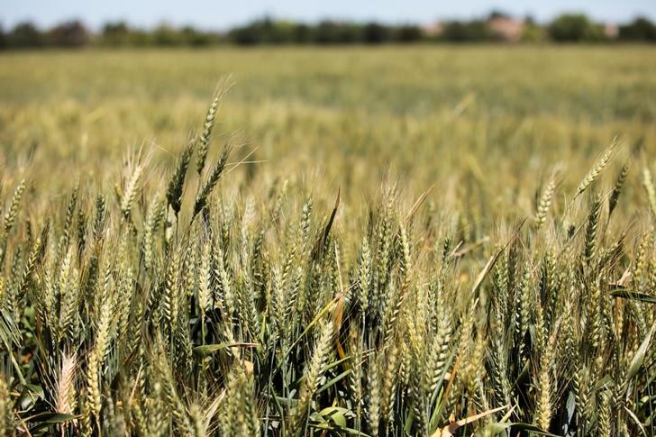 © Reuters. Safra de trigo em Davis, na Califórnia