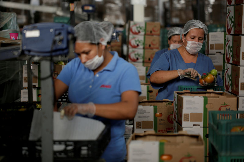 © Reuters. FILE PHOTO - Workers trim and weigh tomatoes at a packaging warehouse in La Piedad