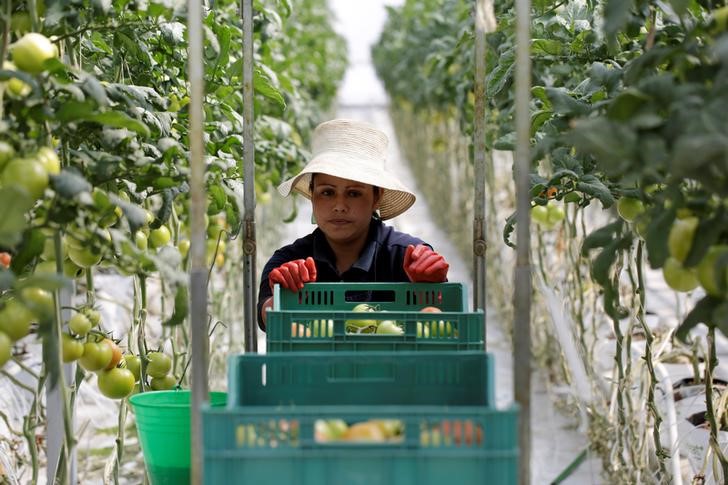 © Reuters. Worker pushes a cart with crates containing freshly picked tomatoes at a greenhouse in La Piedad