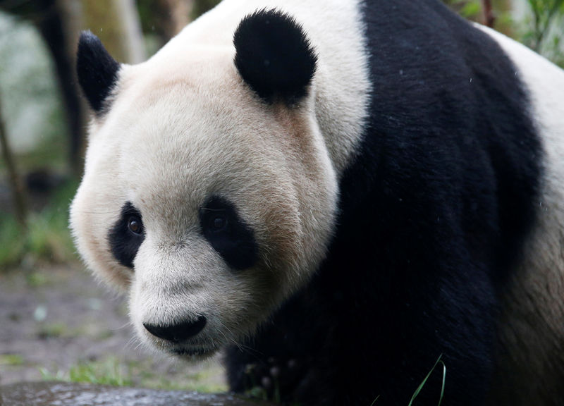 © Reuters. FILE PHOTO: Tian Tian, a giant panda walks in the outdoor enclosure at Edinburgh Zoo, Scotland