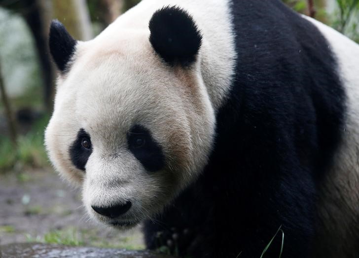 © Reuters. حديقة حيوان ادنبره: الباندا تيان تيان ربما تكون حاملا