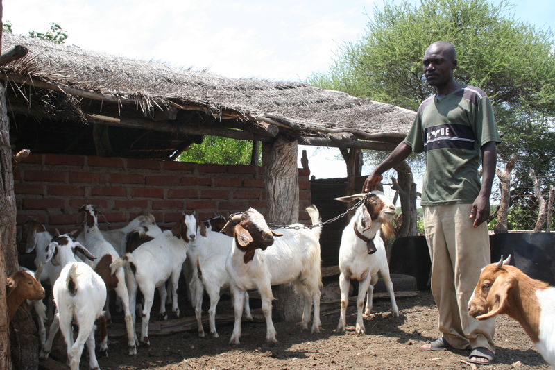 © Reuters. Ante el cambio climático, la ganadería: ¿un problema o una solución?