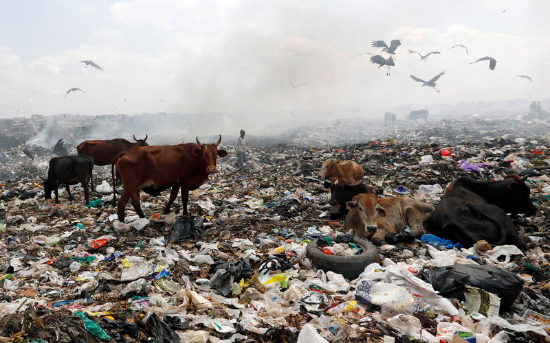 © Reuters. Livestock scavenge for pasture within recyclable plastic materials at the Dandora dumping site on the outskirts of Nairobi