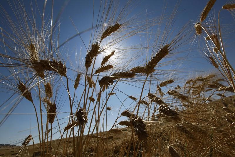 © Reuters. تجار: تونس تشتري نحو 50 ألف طن من قمح الطحين في مناقصة