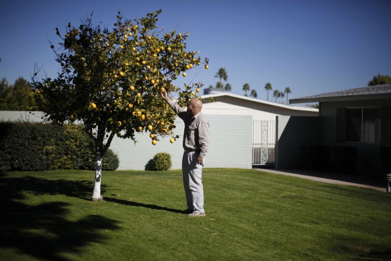 © Reuters. A senior picks some fruit off a tree in Sun City