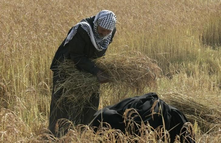 © Reuters. تجار: العراق يشتري 60 ألف طن من الأرز من فيتنام في صفقة مباشرة