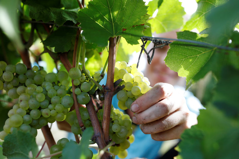 © Reuters. Vino, Ismea: cala raccolta per siccità ma Italia resta n.1 produzione mondiale