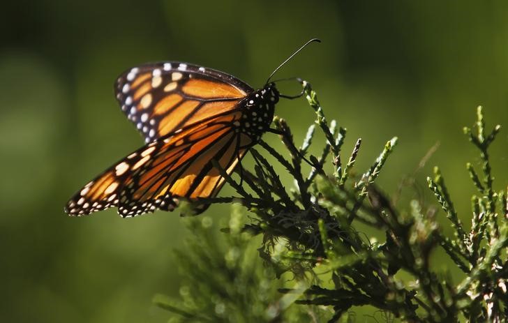 © Reuters. Las mariposas monarca del oeste de EEUU, en peligro de extinción