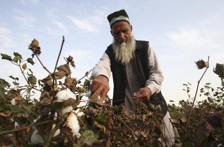 © Reuters. Мужчина собирает хлопок на поле у деревни в 120 километрах от столицы Таджикистана Душанбе