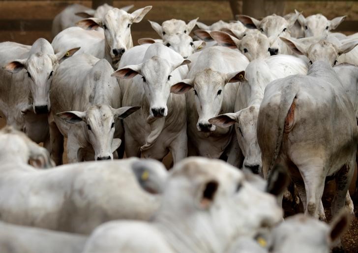 © Reuters. Gado é visto em fazenda em Paulínia, no Estado de São Paulo