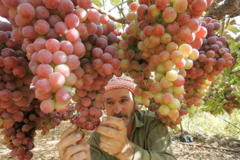 © Reuters. فلسطينيون يواصلون تصنيع منتجات من العنب بذات الطرق التقليدية