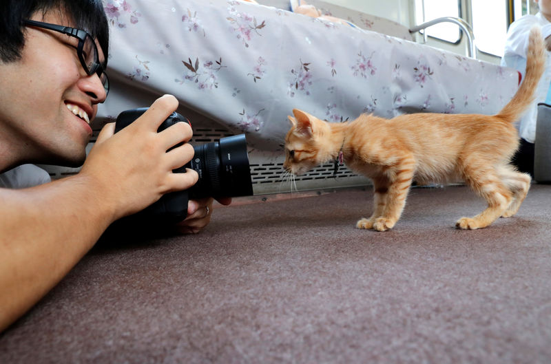 © Reuters. قطط تستقل قطار ركاب في اليابان لزيادة الوعي بمشكلة القطط الضالة