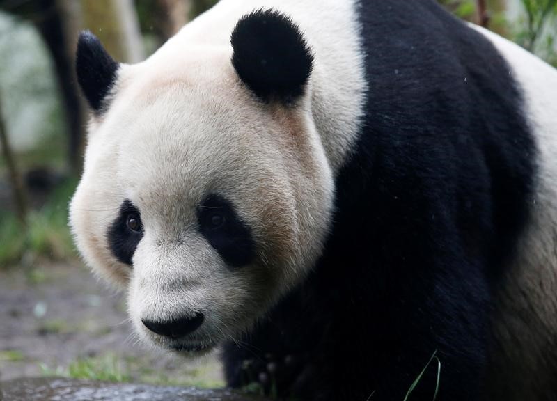 © Reuters. حديقة حيوان اسكتلندية: الباندا العملاقة تيان تيان لن تنجب هذا العام