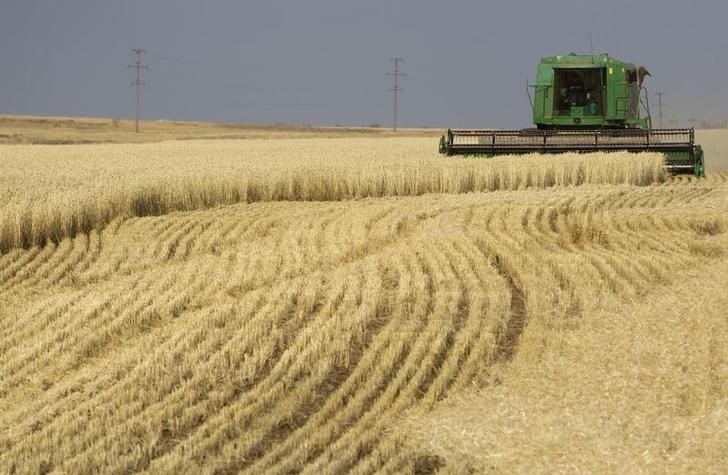 © Reuters. Комбайн убирает урожай пшеницы близ города Акколь в Казахстане