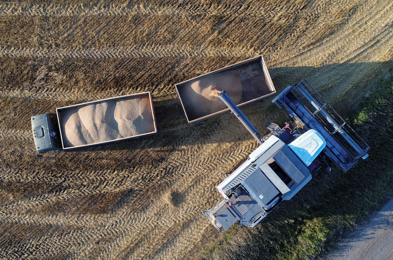 © Reuters. Комбайн загружает грузовики зерном на поле фермы в Красноярском крае