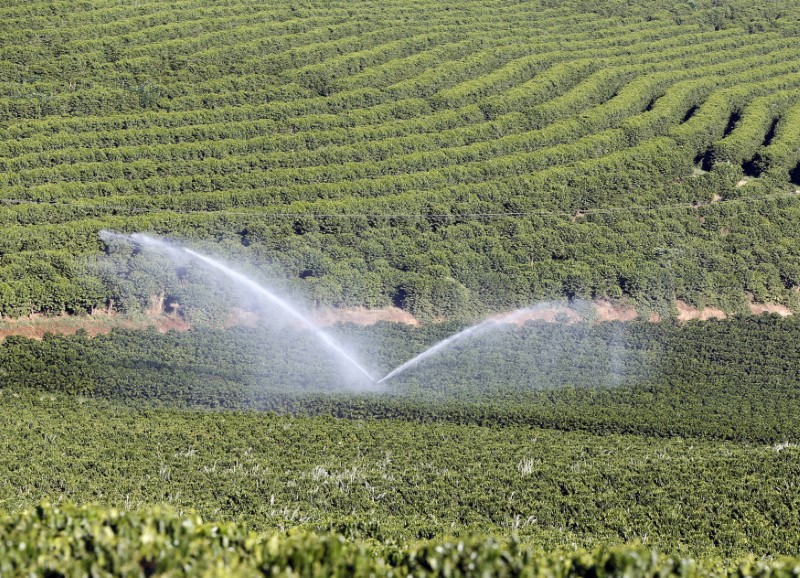 © Reuters. Three-year-old coffee trees are irrigated in a farm in Santo Antonio do Jardim