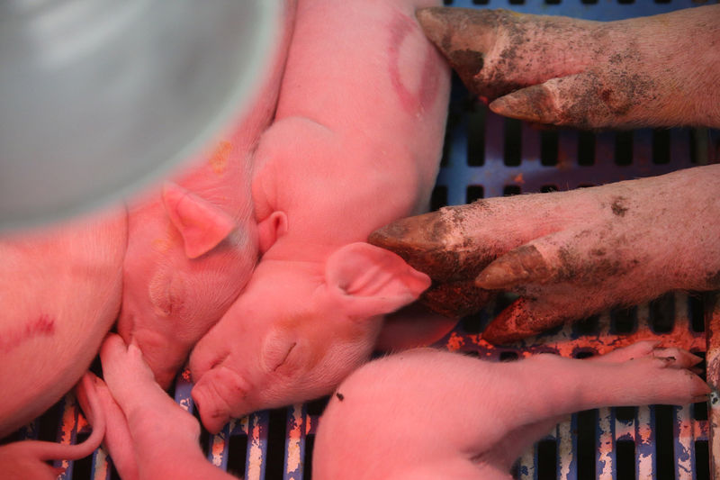 © Reuters. Piglets get hot next to a sow in a production module at the pig farm Granjas Carrol de Mexico in Cuyoaco