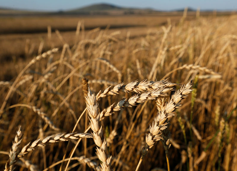 Пшеничная история. Родина пшеницы. Россия пшеница. Венесуэла пшеница. Пшеница и латинская Америка.