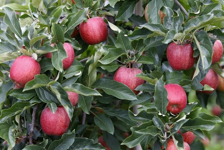 © Reuters. A tree laden with apples stands in an orchard in Kressbronn near Lindau at lake Bodensee