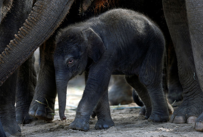 © Reuters. ولادة ذكر فيل آسيوي في حديقة حيوان بلجيكية