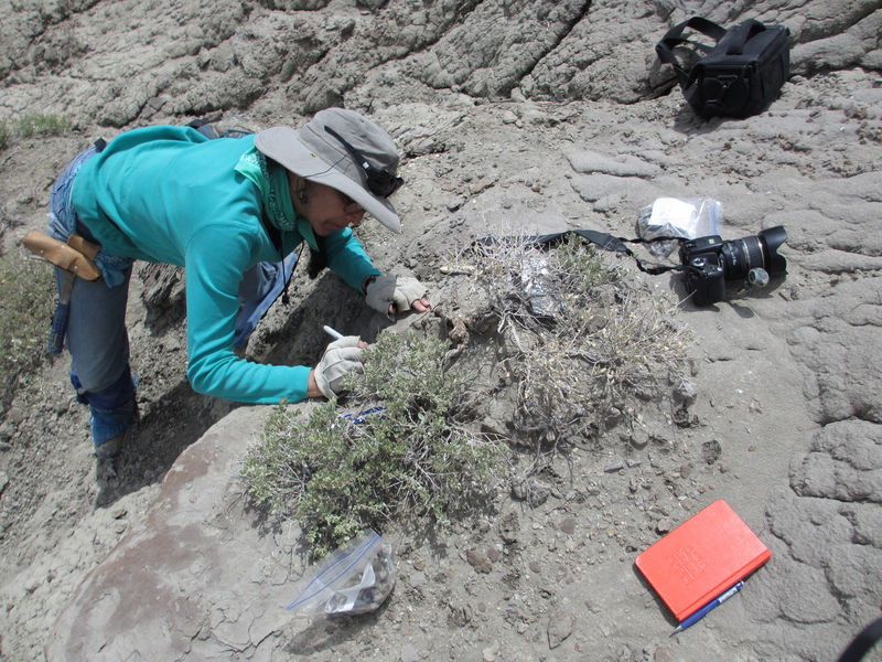 © Reuters. Handout photo of CU Boulder Associate Professor Karen Chin excavates dinosaur coprolites at Grand Staircase-Escalante National Monument in Utah