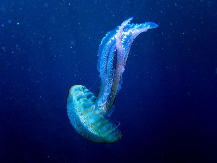 © Reuters. Hasta las medusas necesitan dormir, según un estudio