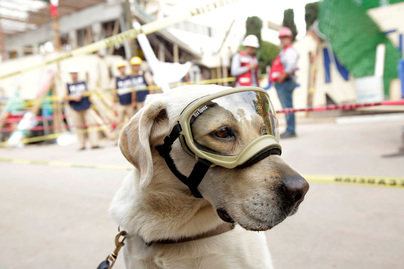 © Reuters. Frida: la perra de rescate que emerge como héroe del terremoto en México