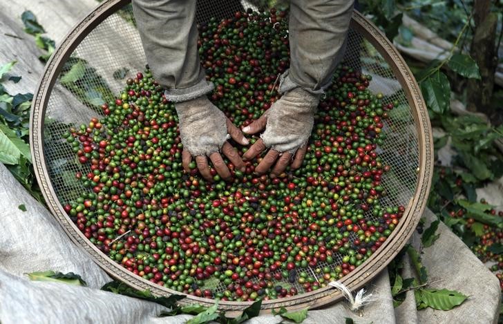 © Reuters. Trabalhador seleciona grãos de café durante coleita em Espírito Santo do Pinhal, no Estado de São Paulo