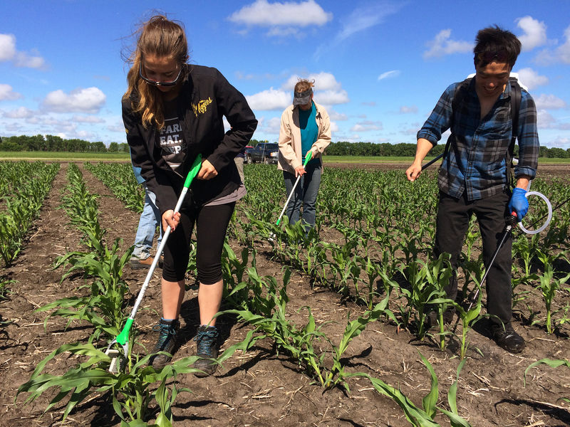 © Reuters. Monsanto workers Nathalie de Rocquigny, Celeste Giesbrecht and Kwok Chu Tom Li test corn for its response to pathogens, on Monsanto's research farm near Carman