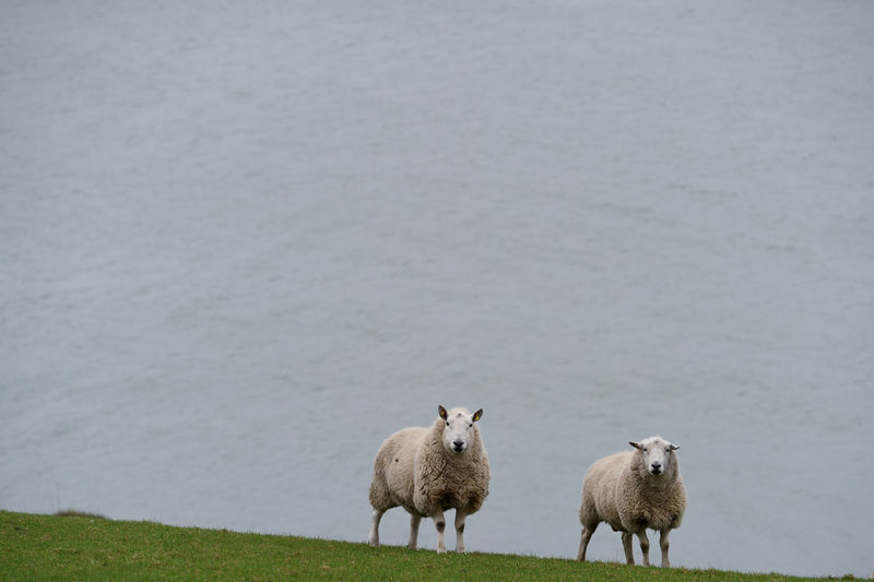 © Reuters. FILE PHOTO: Sheep are seen in front of the shores of Carlingford Lough in Omeath