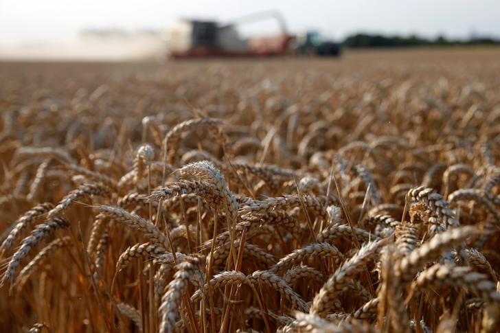 © Reuters. Produtor colhe trigo em Marquion, perto de Cambrai, na França