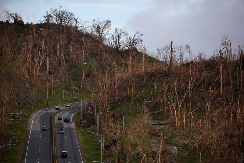 © Reuters. Tree without leaves are seen following damages caused by Hurricane Maria near Caguas, Puerto Rico