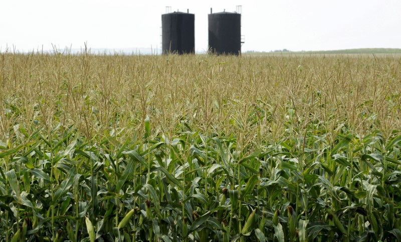 © Reuters. Well sites in corn field during a tour of Gear Energy's well site near Lloydminster