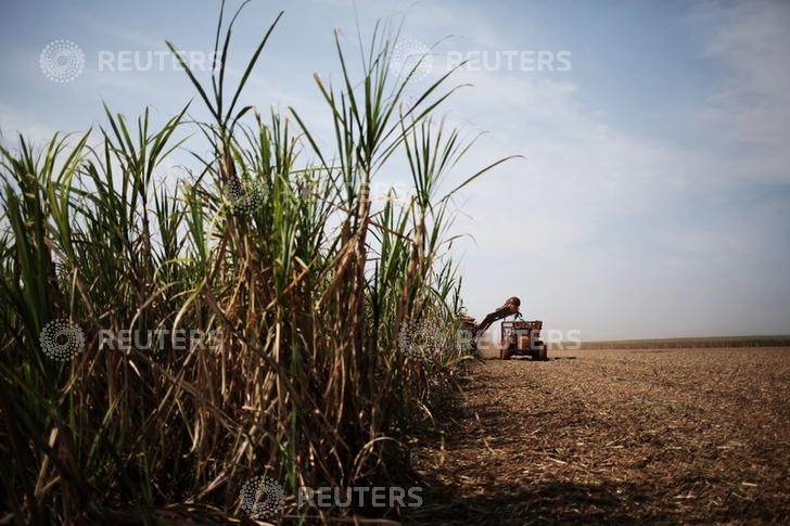 © Reuters. Colheitadeira corta cana-de-açúcar em um campo do Grupo Moreno em Ribeirão Preto