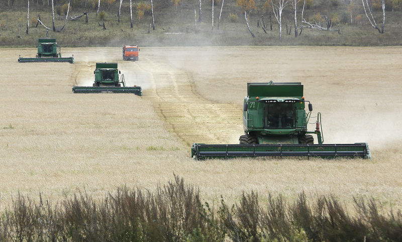 © Reuters. Комбайны убирают урожай пшеницы в Красноярском крае