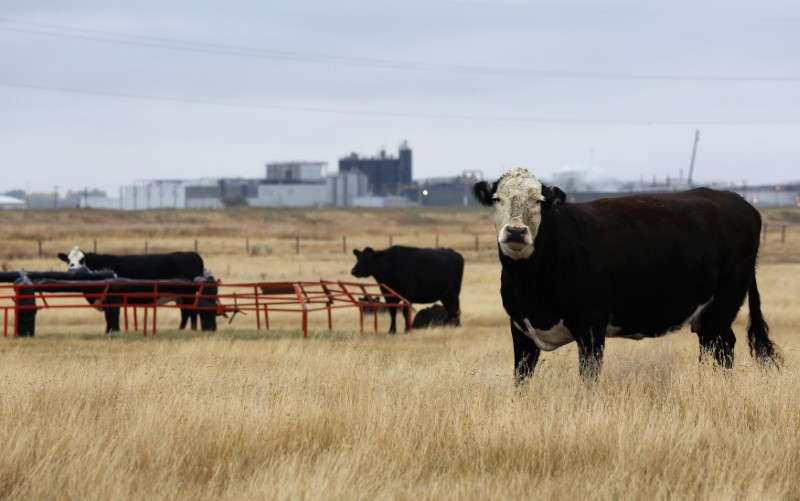 © Reuters. Cattle graze in a field near the XL Foods plant that sits idle in Brooks.