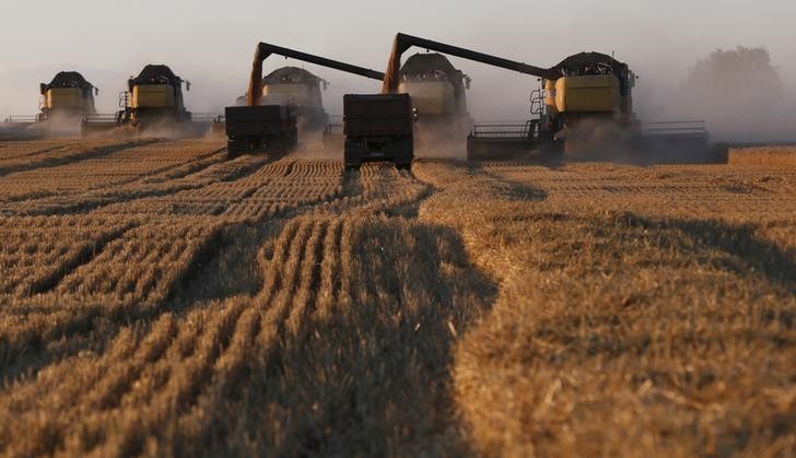 © Reuters. Комбайны собирают пшеницу на поле аграрного комплекса Солгонское у посёлка Тальники Красноярского края