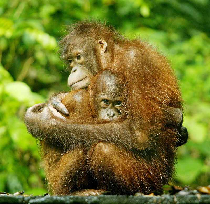 © Reuters. FILE PHOTO: An orangutan hold its baby at the Sepilok Orangutan Rehabilitation Center in the Malaysian state of Sabah on Borneo island