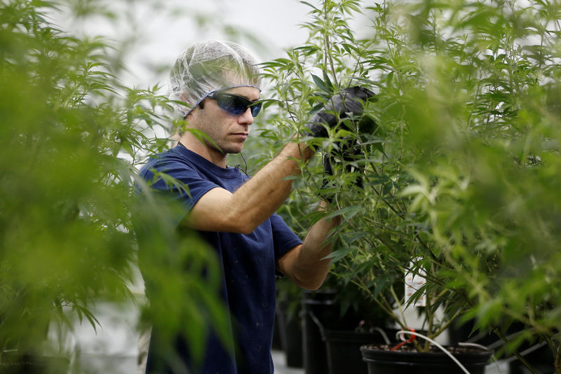 © Reuters. A worker collects cuttings from a marijuana plant at the Canopy Growth Corporation facility in Smiths Falls