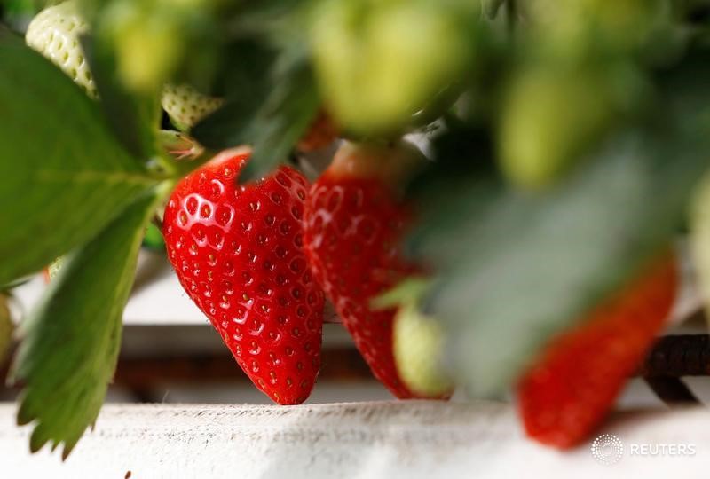 © Reuters. DES PESTICIDES DANS PRÈS DE TROIS QUARTS DES FRUITS, SELON UN RAPPORT