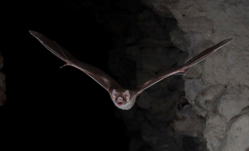 © Reuters. Common vampire bat (Desmodus rotundus) flies during its nocturnal hunt in Belize