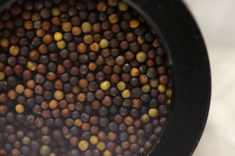 © Reuters. Samples of canola seed await testing in the near-infrared lab at Monsanto Canada's plant breeding centre in Winnipeg